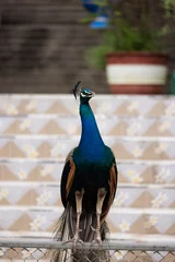 Keuken spatwand met foto blue peacock close up © JakkritOfficial