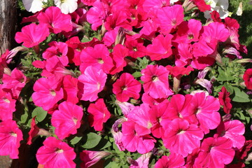Fototapeta premium Beautiful multicolored flowers on a green lawn. Bright flowers with a wonderful smell.
