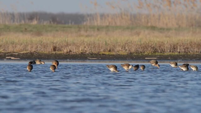Ruff and Black-tailed godwit
