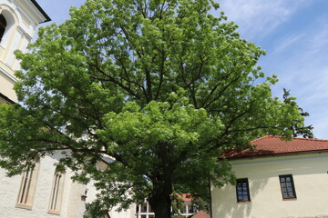 Fototapeta na wymiar A large green tree against a blue sky. Park area with huge trees