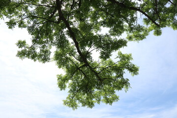 A large green tree against a blue sky. Park area with huge trees