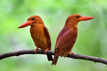pair of ruddy kingfisher (halcyon coromanda) vivid brown with big red beaks bird perching together on mangrove branch - obrazy, fototapety, plakaty
