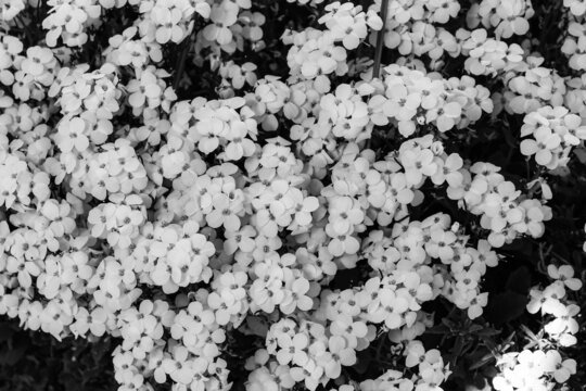 Mountain Rock Cress Snow Cup close up.Macro.2022.Black and white concept.