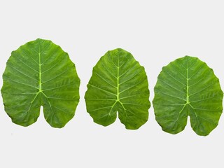 Obraz premium various types of leaves images and a variety of bright colors