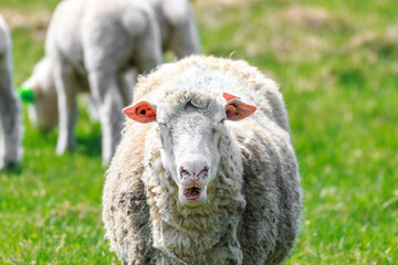 北海道恵庭市、幸せそうな羊の顔【5月】