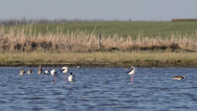 Shorebirds in the water, Pied avocet, Black-winged stilt and ruff