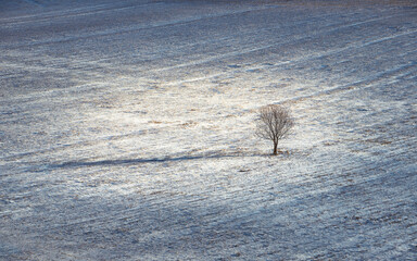 Solitary tree on a field in winter