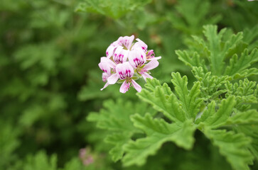 ピンク色のゼラニウムの花