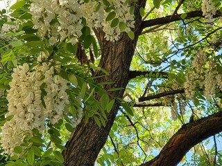 Robinie - Scheinakazie