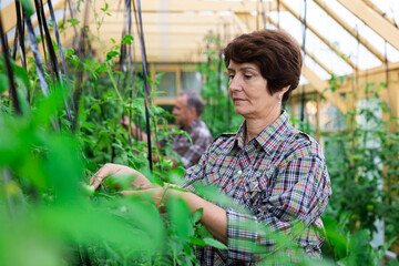 Naklejka na ściany i meble elderly woman farmer working in the greenhouse