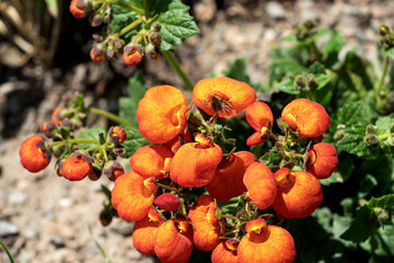 Orange yellow Slipper flower in the garden. Closeup