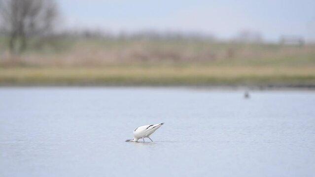 Pied avocet in the water
