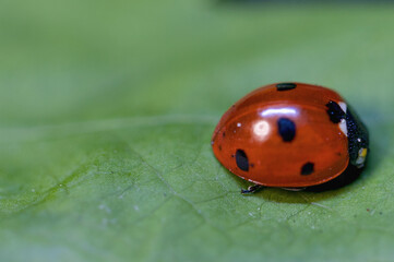 ladybird on a leaf