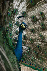 Obraz premium blue peacock close up