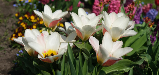 śliczne tulipany w ogrodzie