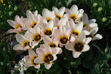 Obraz na płótnie Canvas tulipany wiosną