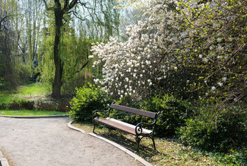 park ławeczka i magnolia
