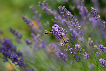lavender flowers in the field
