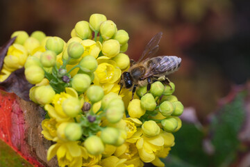 pszczoła na mohoni pospolitej 3