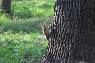 squirrel on a tree