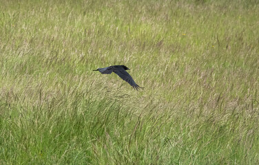 common raven (Corvus Corax) in flight over chalkland meadow 