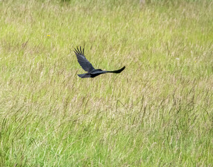 common raven (Corvus Corax) in flight over chalkland meadow 