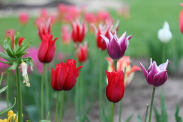 red tulips in the garden