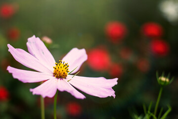pink cosmos flower