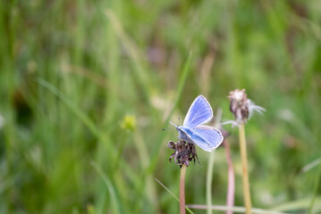 closeup of a common blue butterfly (Polyommatus icarus) 