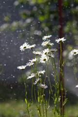 daisies in the water