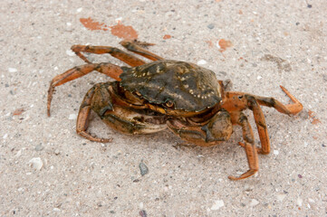 crab on the sand