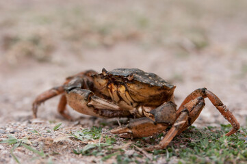 crab beach