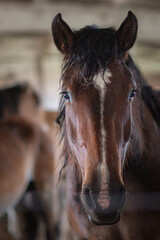 Portrait of a beautiful thoroughbred horse in the stable. Artistic noise.
