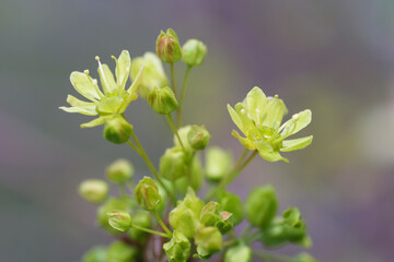 drobne wiosenne kwiaty © Krzysztof