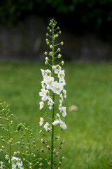 beautiful white larkspur delphinium flowers in early summer bloom