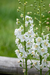 beautiful white larkspur delphinium flowers in early summer bloom