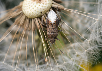 wysysowate na dmuchawcu © Krzysztof