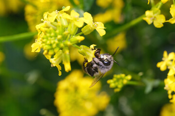 pszczoła ,gorczycznik wiosenny 2