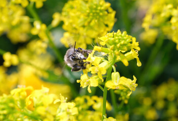 pszczoła ,gorczycznik wiosenny 2 - obrazy, fototapety, plakaty