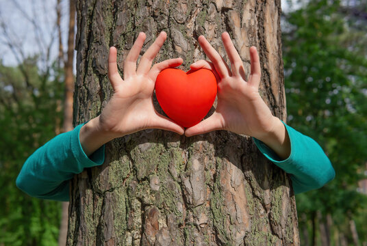 Tree hug with red heart in hands outdoors
