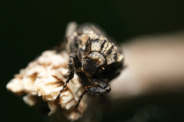  krzywonóg półskrzydlak z bliska