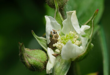kistnik malinowiec w pąku