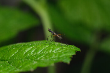 mały owad ,komarowaty