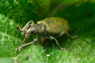 Fototapeta premium naliściak srebrniak z bliska 2