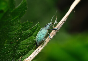 naliściak srebrniak spaceruje © Krzysztof