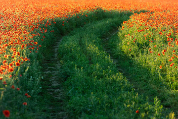 Path in the field with red poppies in green grass at sunset, rural landscape, meadow with poppy...