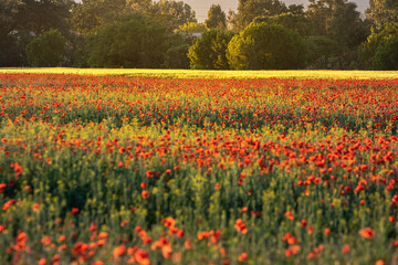 Field with red poppies and yellow wheat at sunset, rural landscape, meadow with poppy flowers