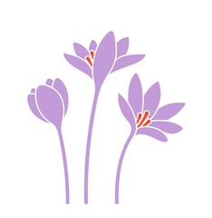 Naklejka premium Saffron Flower. Isolated saffron on white background