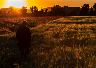 Silhouette of a man isolated on a background with field of poppies at sunset
