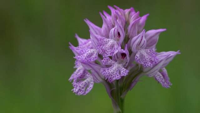 Three-toothed Orchid in natural ambient (Neotinea tridentata) - (4K)